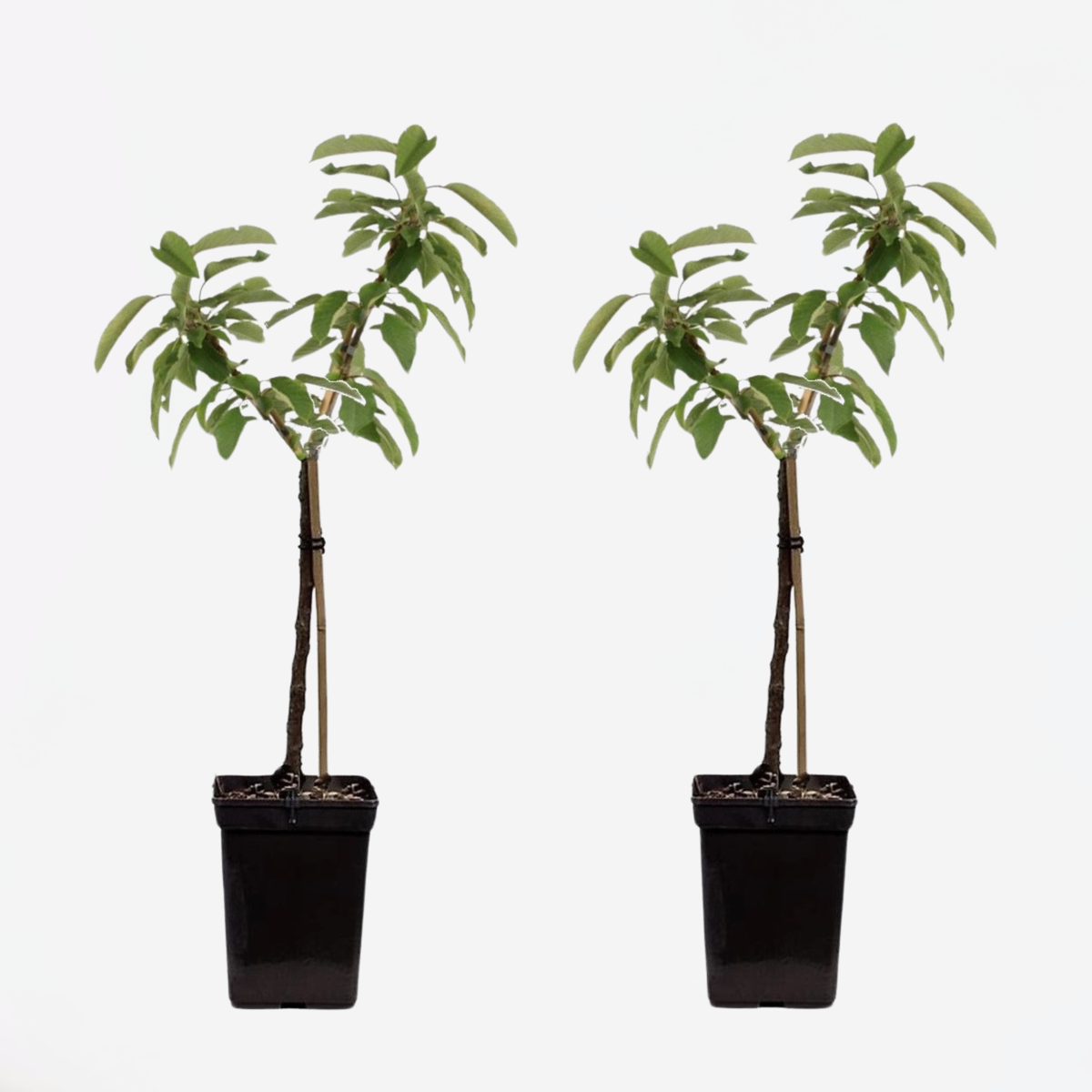 Fruit Trees Äppelträd - Set Om 2 - Malus - Höjd 60-80Cm - ⌀15Cm