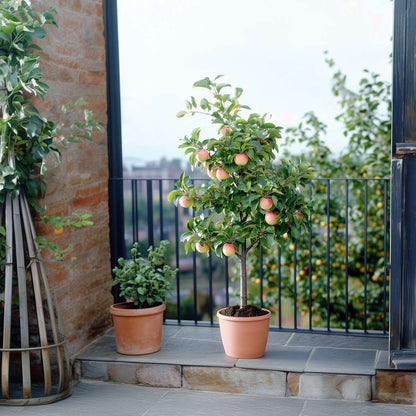 Fruit Trees Äppelträd - Set Om 2 - Malus - Höjd 60-80Cm - ⌀15Cm