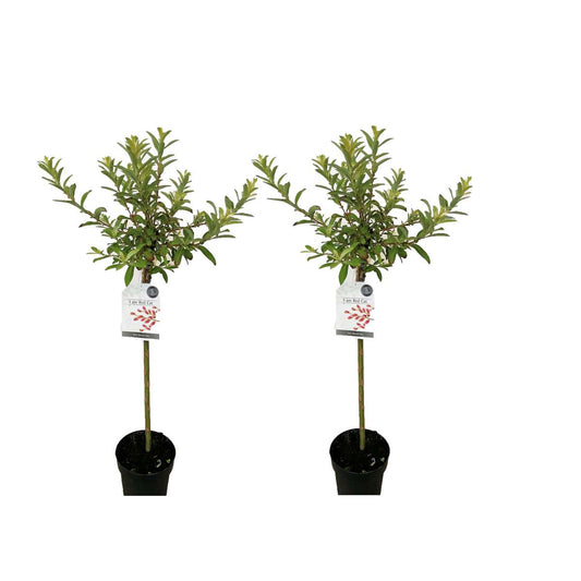 Florastore Japansk Dvärgpil - Set Om 2 - Salix 'Mount Aso' - Höjd 100-110Cm - ⌀19Cm