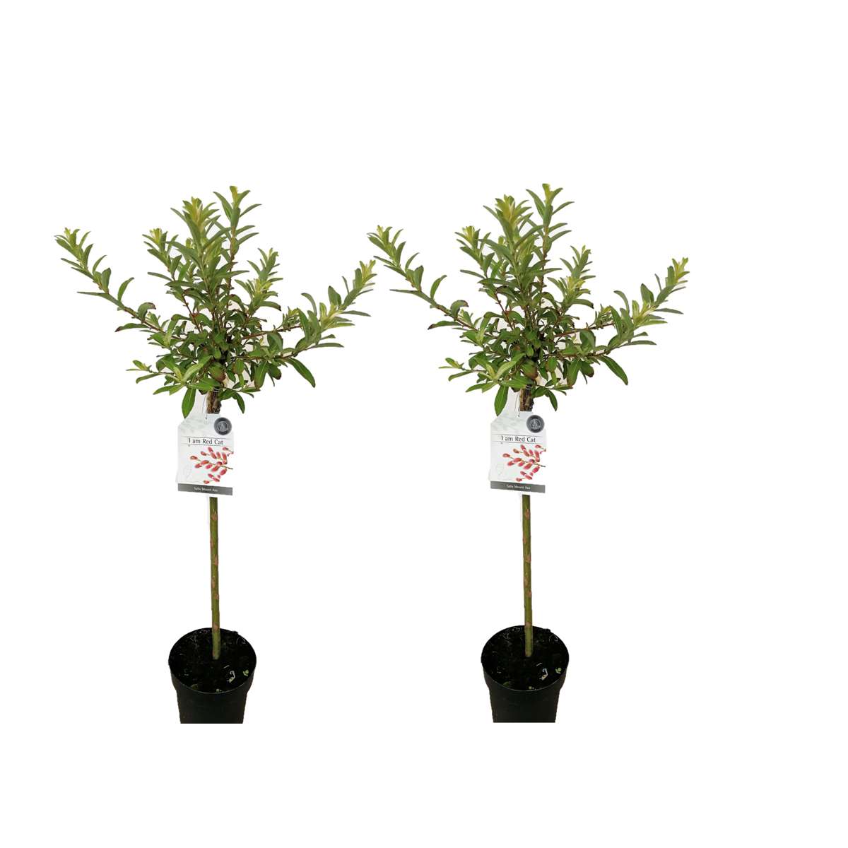 Florastore Japansk Dvärgpil - Set Om 2 - Salix 'Mount Aso' - Höjd 100-110Cm - ⌀19Cm