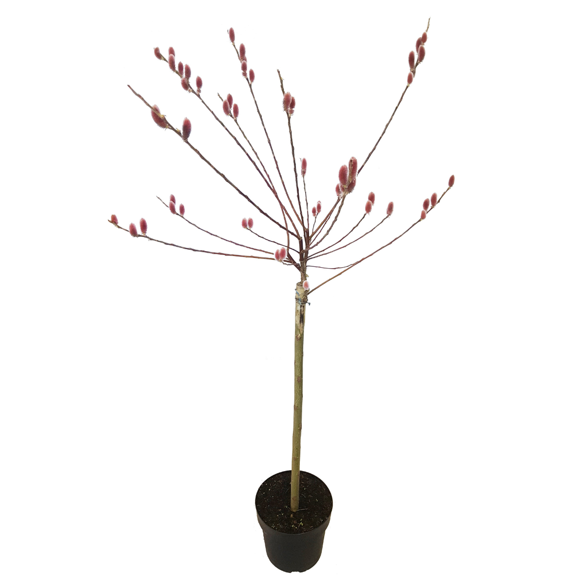 Florastore Japansk Dvärgpil - Salix Gracilistyla 'Mount Aso' - Höjd 100-110Cm - ⌀19Cm