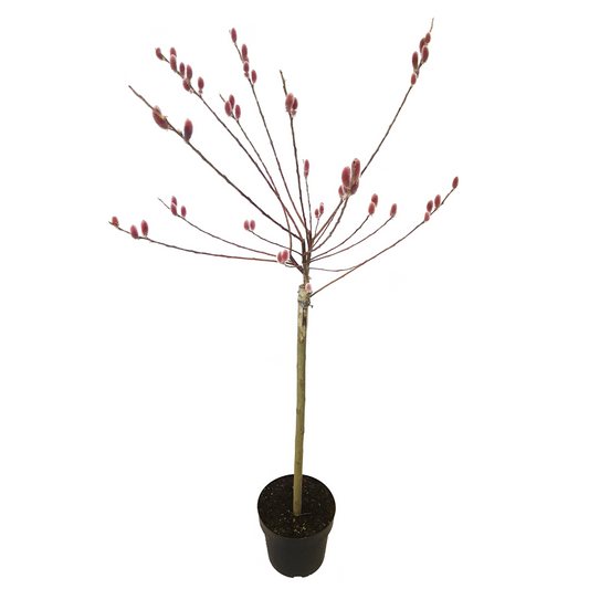 Florastore Japansk Dvärgpil - Salix Gracilistyla 'Mount Aso' - Höjd 100-110Cm - ⌀19Cm