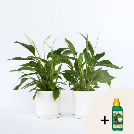 Florastore Fredskalla + Pokon - Set Om 2 - Spathiphyllum 'Lima' - Höjd 60-75Cm - ⌀17Cm