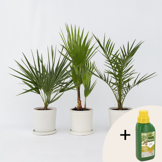 Florastore Blanda Utomhuspalmer - Set Om 3 - Outdoor Palmmix - Pokon - Höjd 50-70Cm - ⌀15Cm