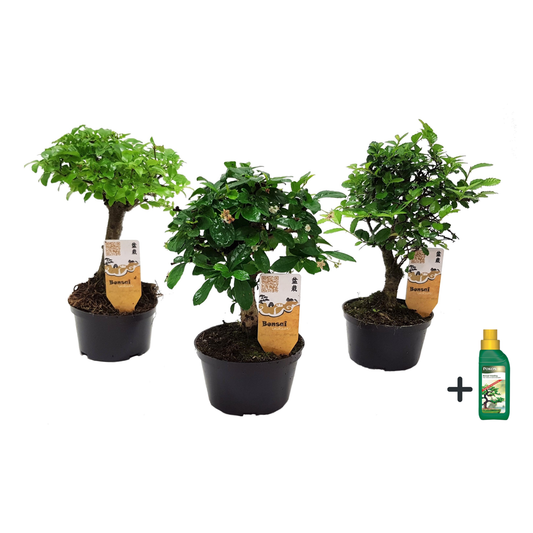 Florastore Bonsaiträd - Set Om 3 - Bonsai - Höjd 20-30Cm - ⌀9,5Cm
