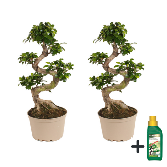 Florastore Bonsaiträd S-Formad - Set Om 2 - Ficus Microcarpa Ginseng - Höjd 60-70Cm - ⌀22Cm