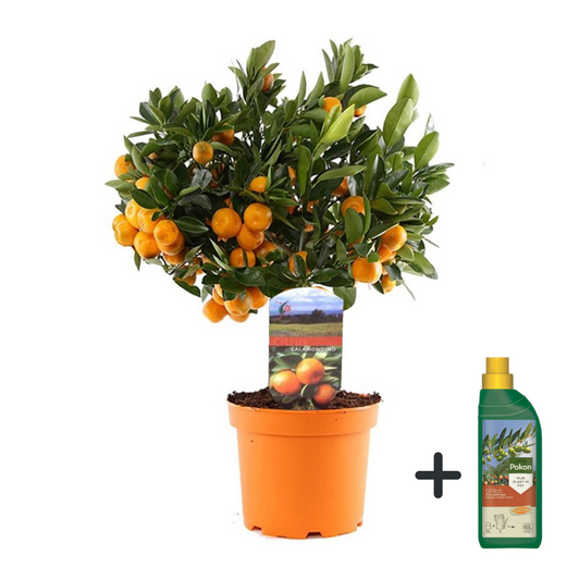 Florastore Apelsinträd - Citrus Microcarpa 'Calamondin' - Höjd 35-40Cm - ⌀14Cm