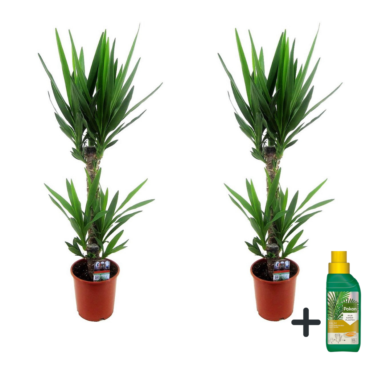 Other Green Houseplants Jättepalmlilja - Set Om 2 - Yucca Elephantipes - Höjd 70-80Cm - ⌀17Cm