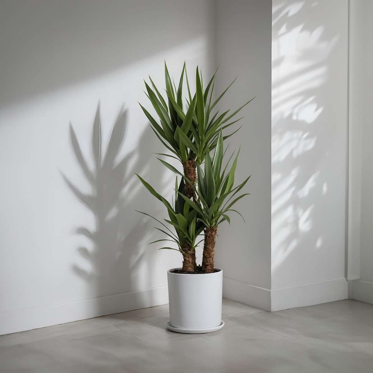 Other Green Houseplants Jättepalmlilja - Set Om 2 - Yucca Elephantipes - Höjd 70-80Cm - ⌀17Cm