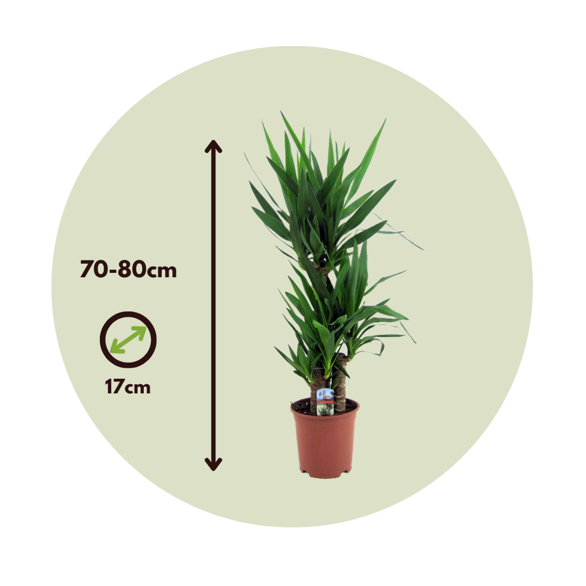 Other Green Houseplants Jättepalmlilja - Set Om 2 - Yucca Elephantipes - Höjd 70-80Cm - ⌀17Cm
