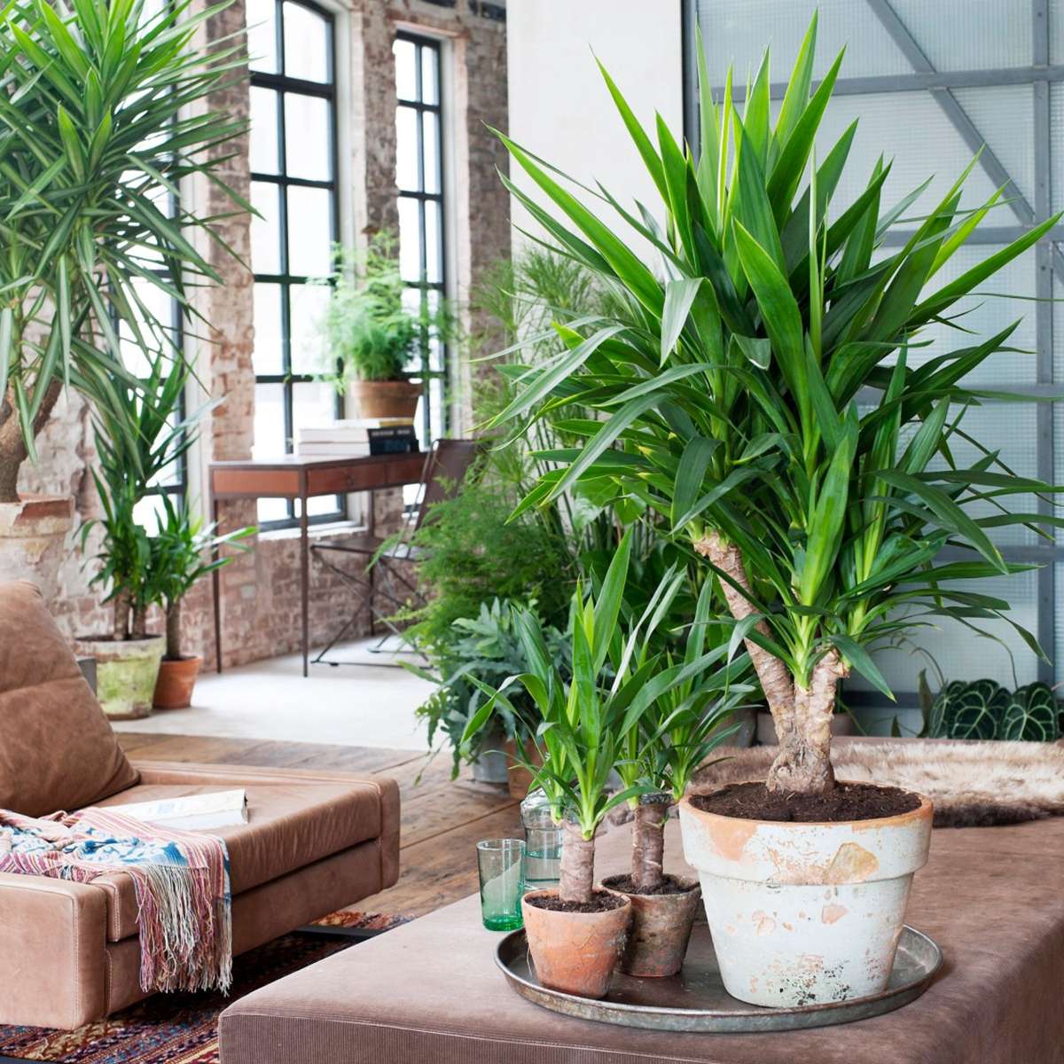 Other Green Houseplants Jättepalmlilja - Set Om 2 - Yucca Elephantipes - Höjd 70-80Cm - ⌀17Cm