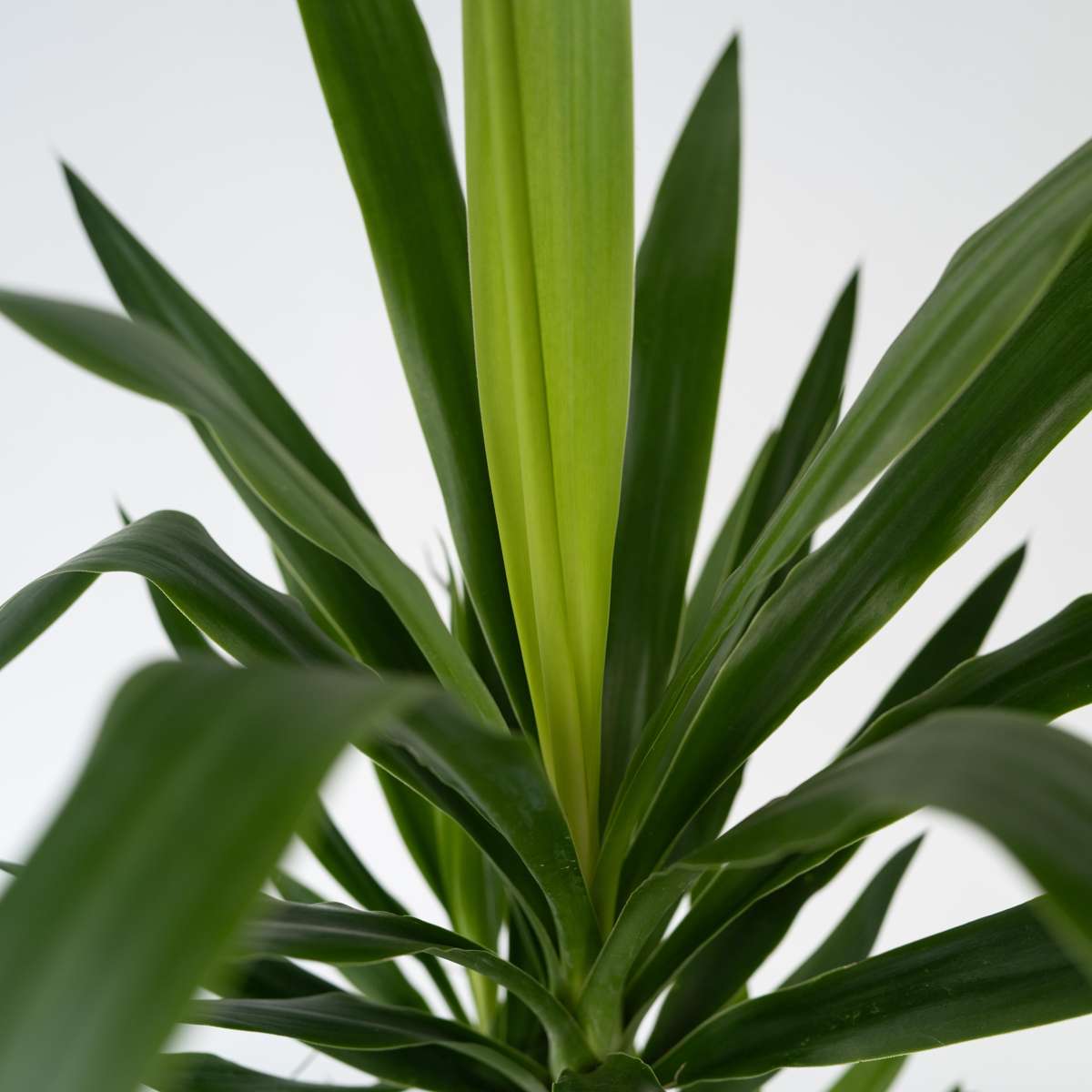 Other Green Houseplants Jättepalmlilja - Set Om 2 - Yucca Elephantipes - Höjd 70-80Cm - ⌀17Cm