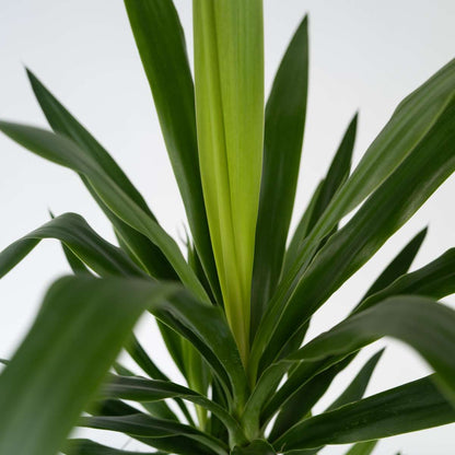 Other Green Houseplants Jättepalmlilja - Set Om 2 - Yucca Elephantipes - Höjd 70-80Cm - ⌀17Cm