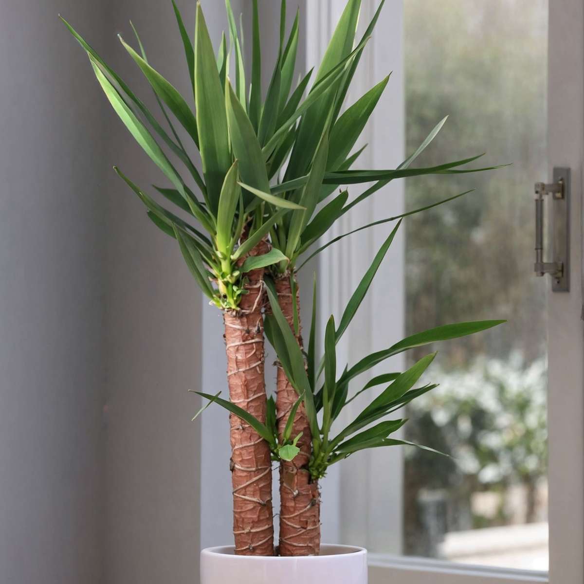 Other Green Houseplants Jättepalmlilja - Set Om 2 - Yucca Elephantipes - Höjd 70-80Cm - ⌀17Cm