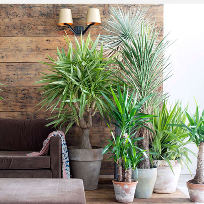 Other Green Houseplants Jättepalmlilja - Set Om 2 - Yucca Elephantipes - Höjd 70-80Cm - ⌀17Cm