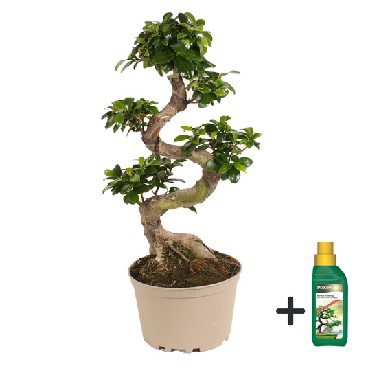 Florastore Bonsaiträd S-Formad - Ficus Microcarpa 'Ginseng' - Höjd 60-70Cm - ⌀22Cm