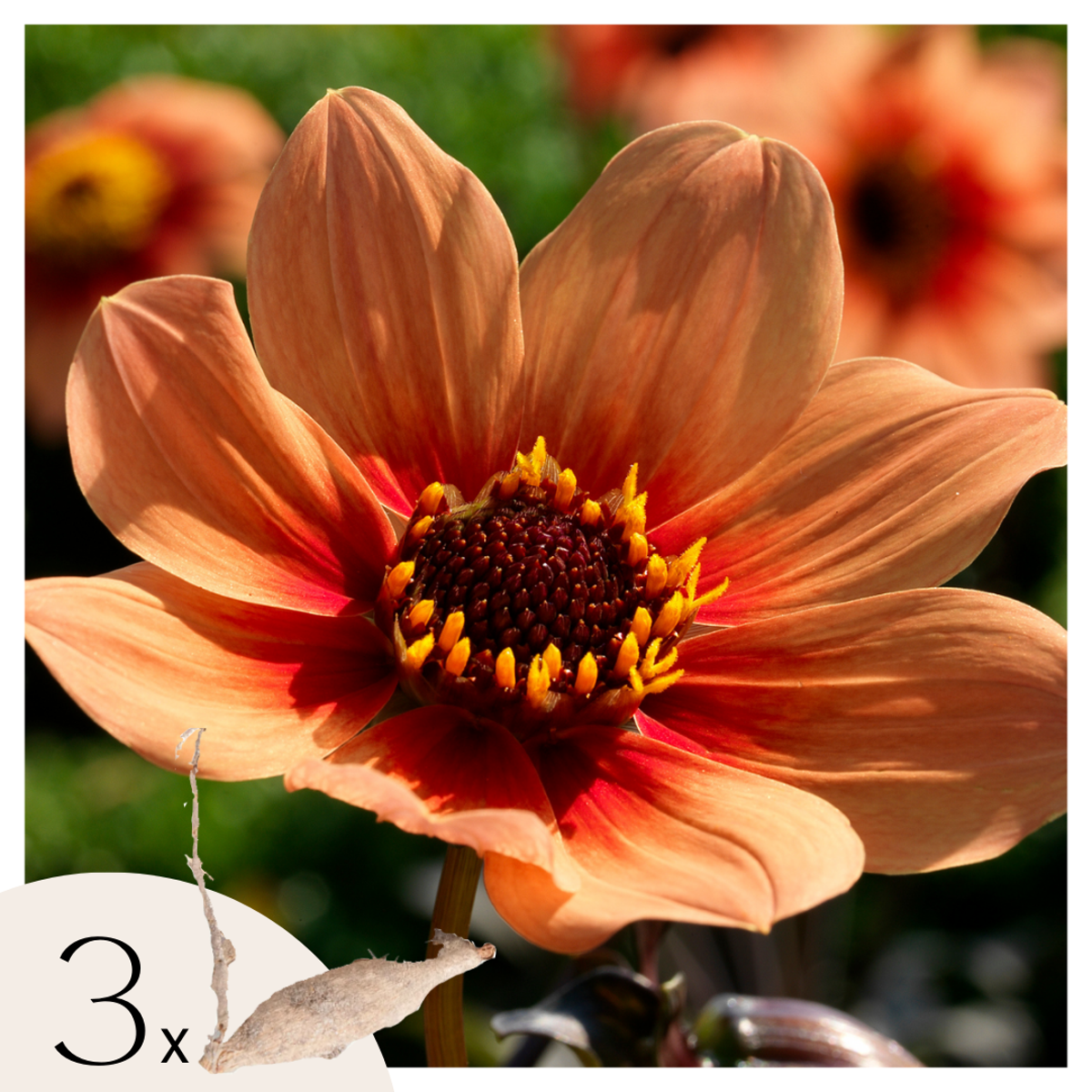 Dahlialökar - Set Om 3 - Dahlia 'Happy Single First Love' - Blomlökar - Orange