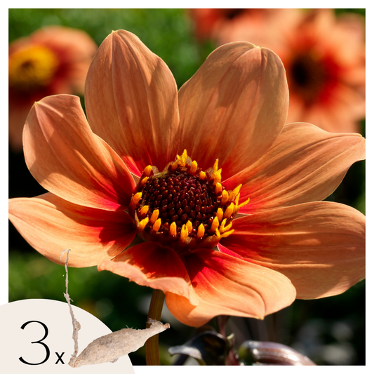 Dahlialökar - Set Om 3 - Dahlia 'Happy Single First Love' - Blomlökar - Orange
