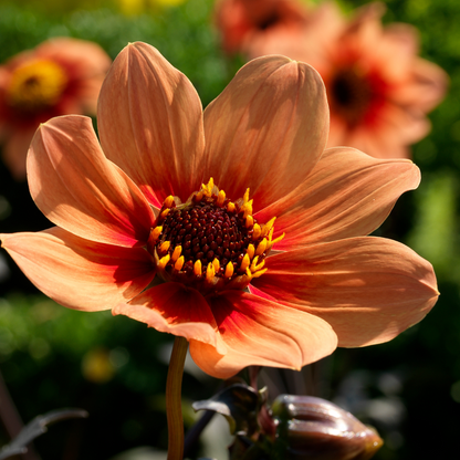Dahlialökar - Set Om 3 - Dahlia 'Happy Single First Love' - Blomlökar - Orange