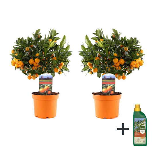 Florastore Apelsinträd - Set Om 2 - Citrus Microcarpa 'Calamondin' - Höjd 35-40Cm - ⌀14Cm