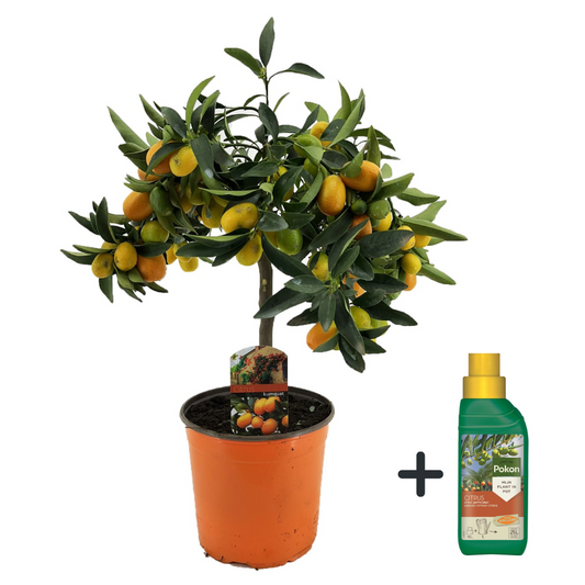 Florastore Citrusträd - Citrus Microcarpa Fortunella 'Kumquat' - Höjd 50-60Cm - ⌀19Cm