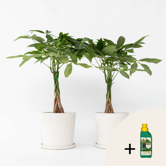 Florastore Strandkastanj - Set Om 2 - Pachira Aquatica - Höjd 60-70Cm - ⌀17Cm