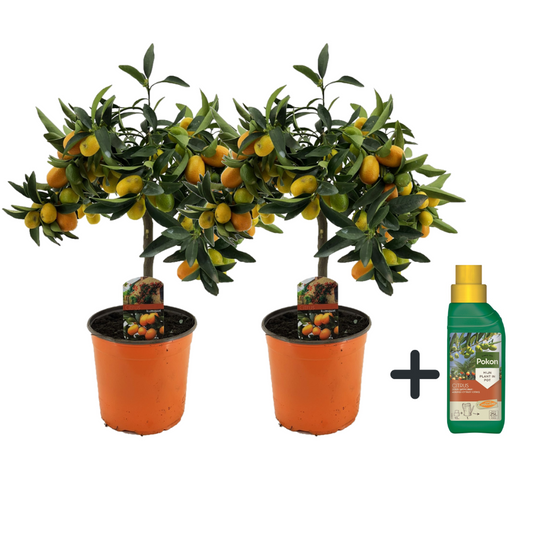 Florastore Dvärg Orange - Set Om 2 - Citrus Microcarpa 'Kumquat' - Höjd 50-60Cm - ⌀19Cm