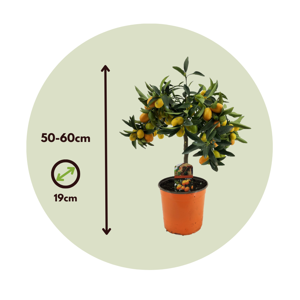 Other Garden Plants Dvärg Orange - Set Om 2 - Citrus Microcarpa 'Kumquat' - Höjd 50-60Cm - ⌀19Cm