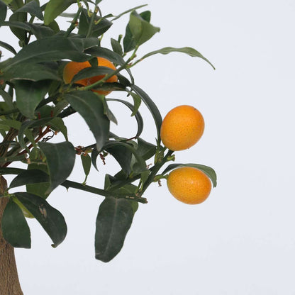 Other Garden Plants Dvärg Orange - Set Om 2 - Citrus Microcarpa 'Kumquat' - Höjd 50-60Cm - ⌀19Cm