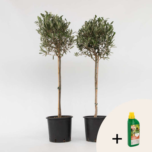 Florastore Olivträd - Set Om 2 - Olea Europaea - Höjd 90-100Cm - ⌀21Cm