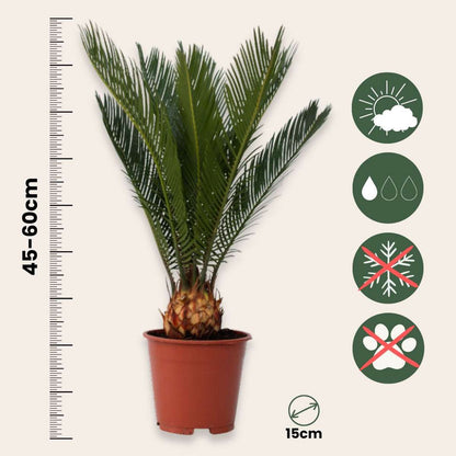 Other Garden Plants Sago Palm - Set Om 2 - Cycas Revoluta - Höjd 45-60Cm - ⌀15Cm