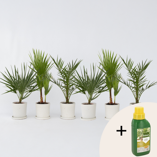 Florastore Blanda Utomhuspalmer - Set Om 6 - Outdoor Palmmix - Pokon - Höjd 50-70Cm - ⌀15Cm