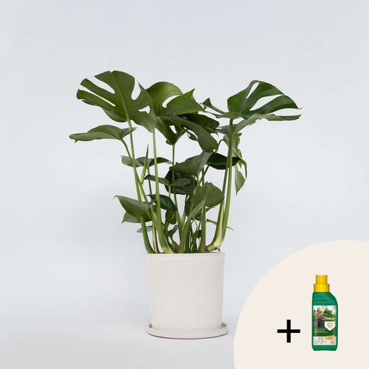 Florastore Hålväxt - Monstera Deliciosa - Höjd 70-80Cm - ⌀21Cm