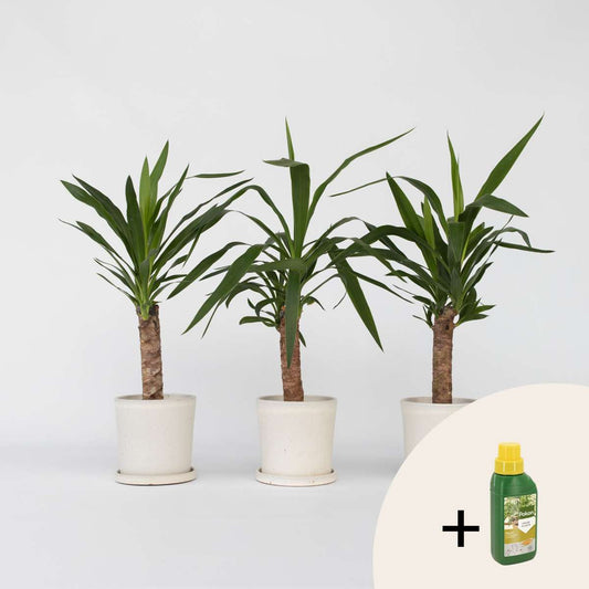 Florastore Jättepalmlilja - Set Om 3 - Yucca Elephantipes - Höjd 50-60Cm - ⌀14Cm