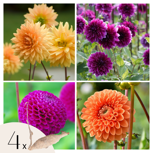 Florastore Dahlialökar - Sæt Om 4 - Dahlia 'Bouqet Sunshine' - Blomlökar