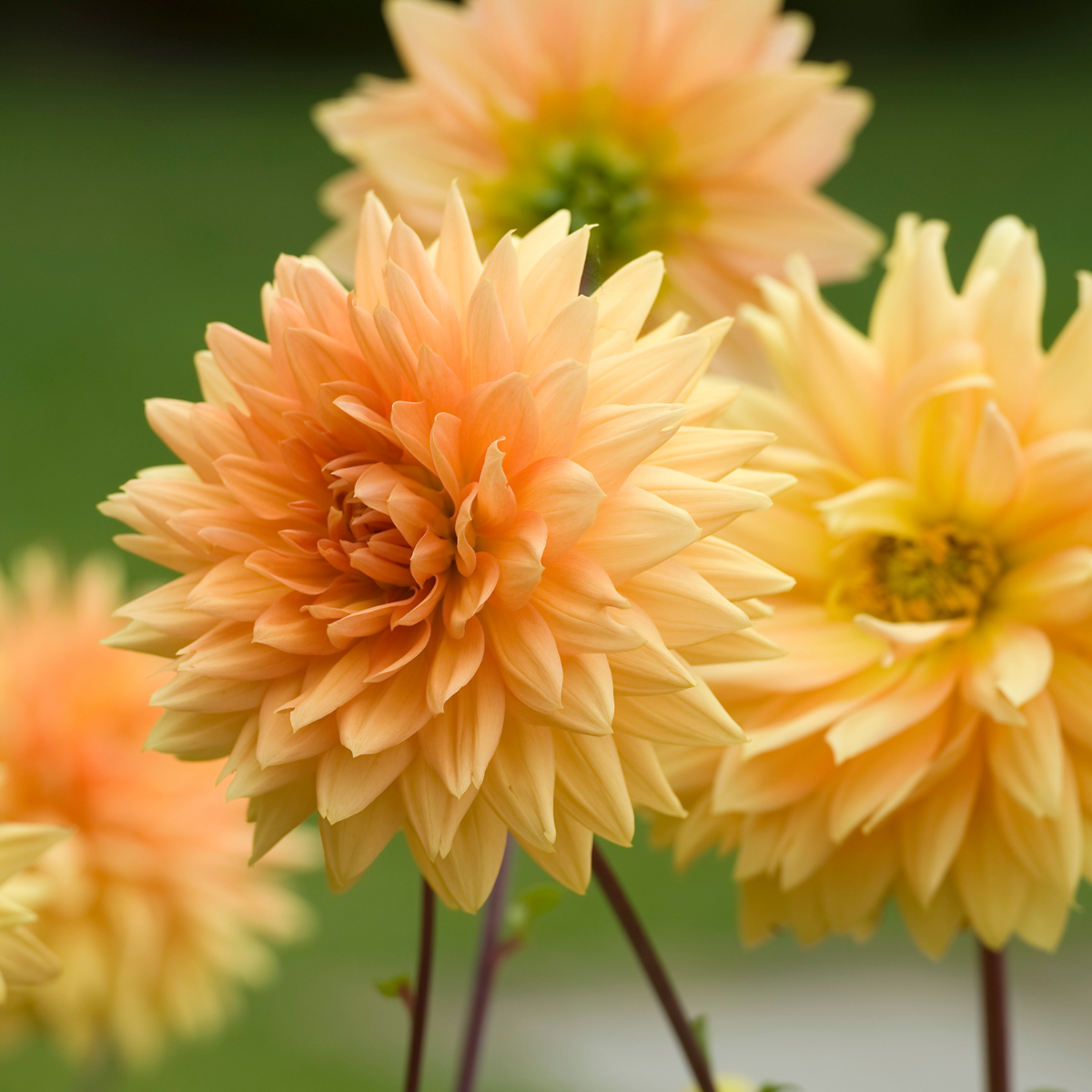 Dahlialökar - Sæt Om 4 - Dahlia 'Bouqet Sunshine' - Blomlökar