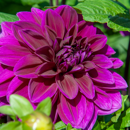 Dahlialökar - Sæt Om 4 - Dahlia 'Bouqet Sunshine' - Blomlökar