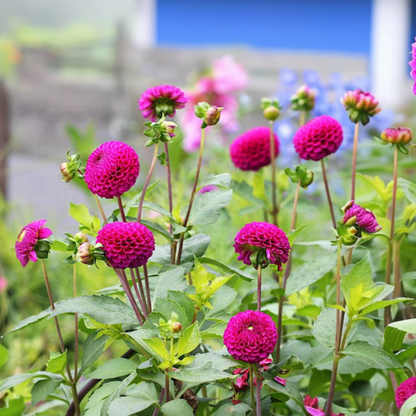 Dahlialökar - Sæt Om 4 - Dahlia 'Bouqet Sunshine' - Blomlökar