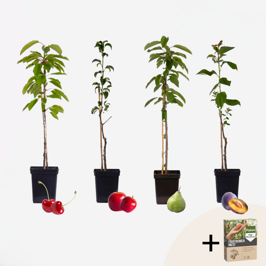 Florastore Fruktträdsblandning Pokon - Set Om 4 - Malus, Pryus, Prunus - H60-70Cm - ⌀9Cm