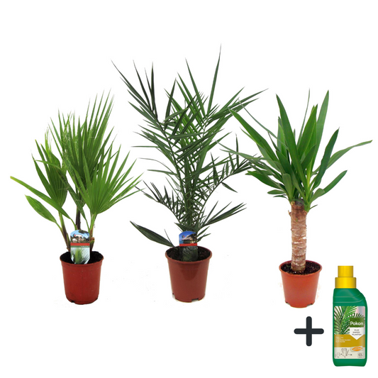 Florastore Inomhuspalmer - Set Om 3 - Indoor Palmmix - Pokon - Höjd 50-70Cm - ⌀14Cm