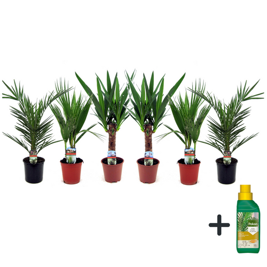 Florastore Inomhuspalmer - Set Om 6 - Indoor Palmmix - Pokon - Höjd 50-70Cm - ⌀14Cm