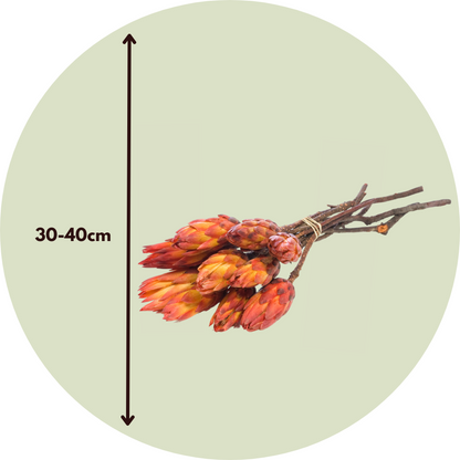 Dried Flowers Torkade Blommor - Sæt Om 5 - Bukett 'Protea Pendula Red' - Torrblommor