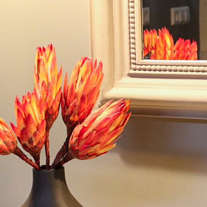 Dried Flowers Torkade Blommor - Sæt Om 5 - Bukett 'Protea Pendula Red' - Torrblommor