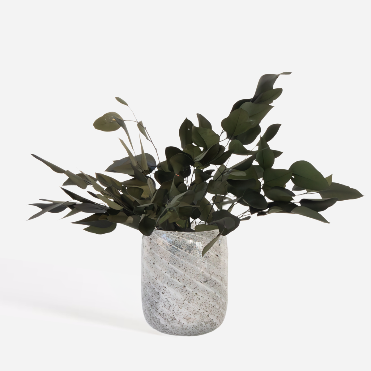Florastore Eukalyptus Stuartiana - Torkad Eukalyptus - Höjd 40-50 Cm