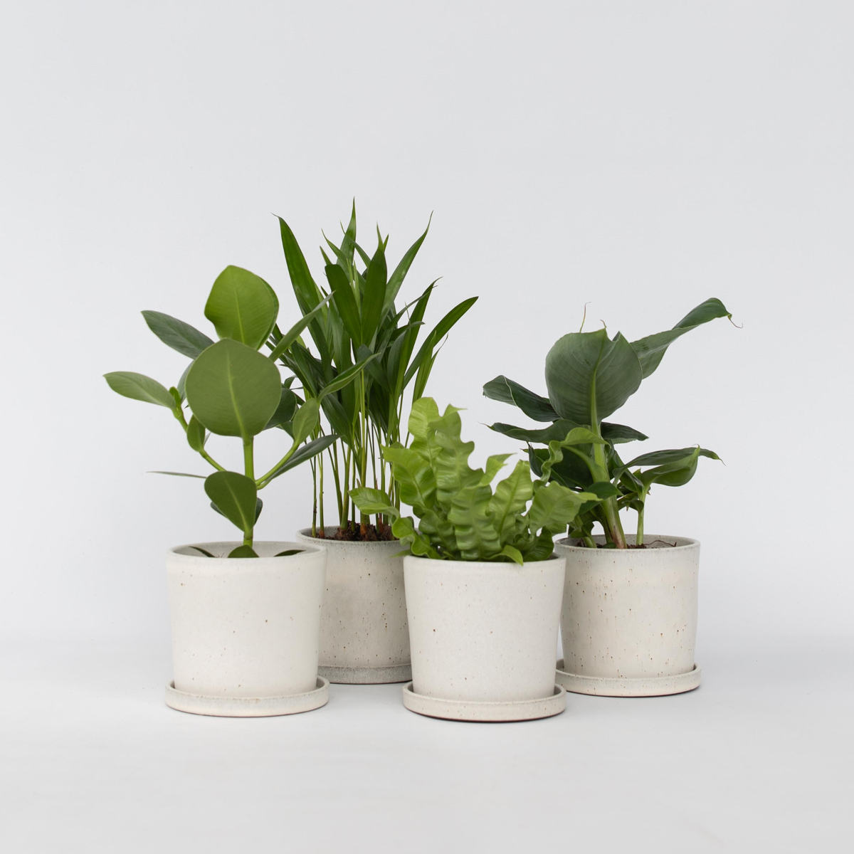 Florastore Krukväxter 'Gröna Kvartetten' - Set Om 4 - Höjd 25-40Cm - ⌀12Cm