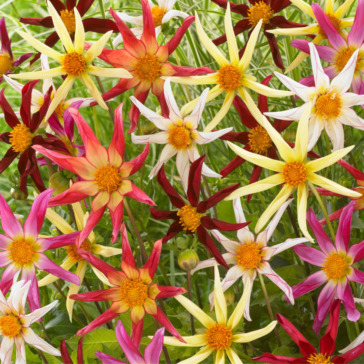 Dahlialökar - Sæt Om 3 - Dahlia 'Honka Dark', 'Honka Fragile' - Blomlökar