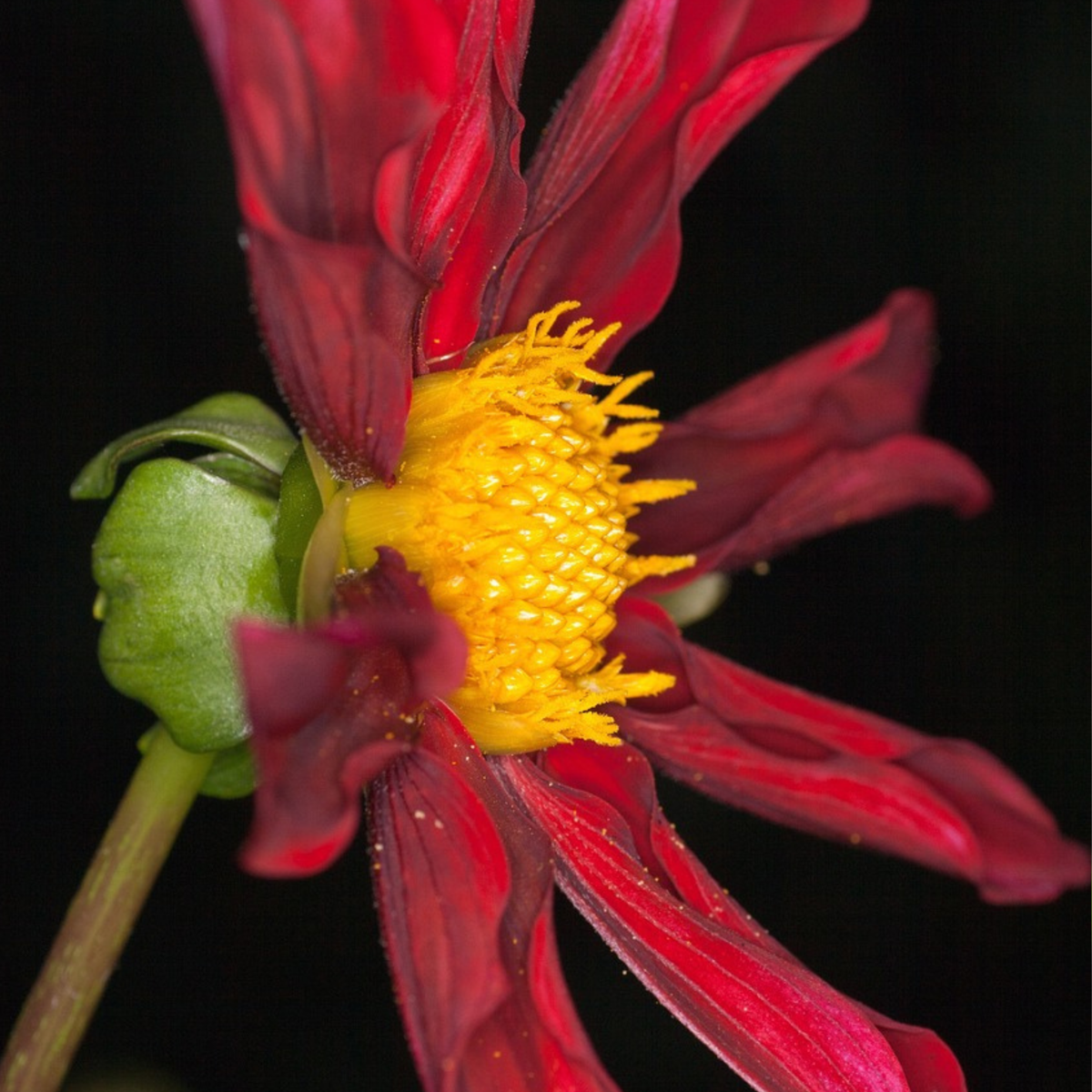 Dahlialökar - Sæt Om 3 - Dahlia 'Honka Dark', 'Honka Fragile' - Blomlökar
