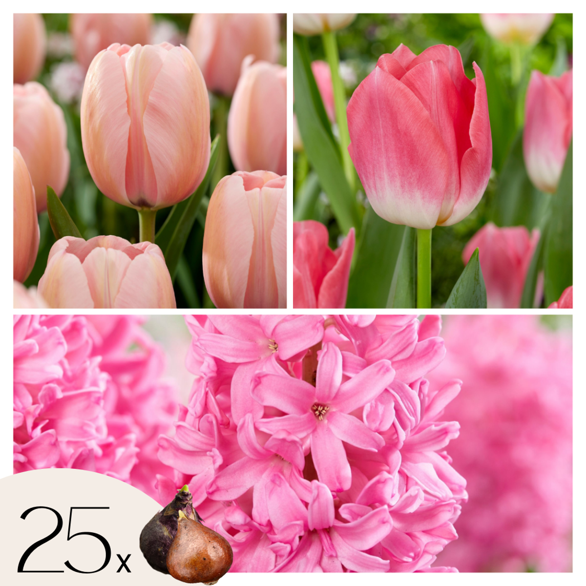 Florastore Blomlökar 'Rosa Glöd' - Sæt Om 25 - Tulipa, Hyacinthus