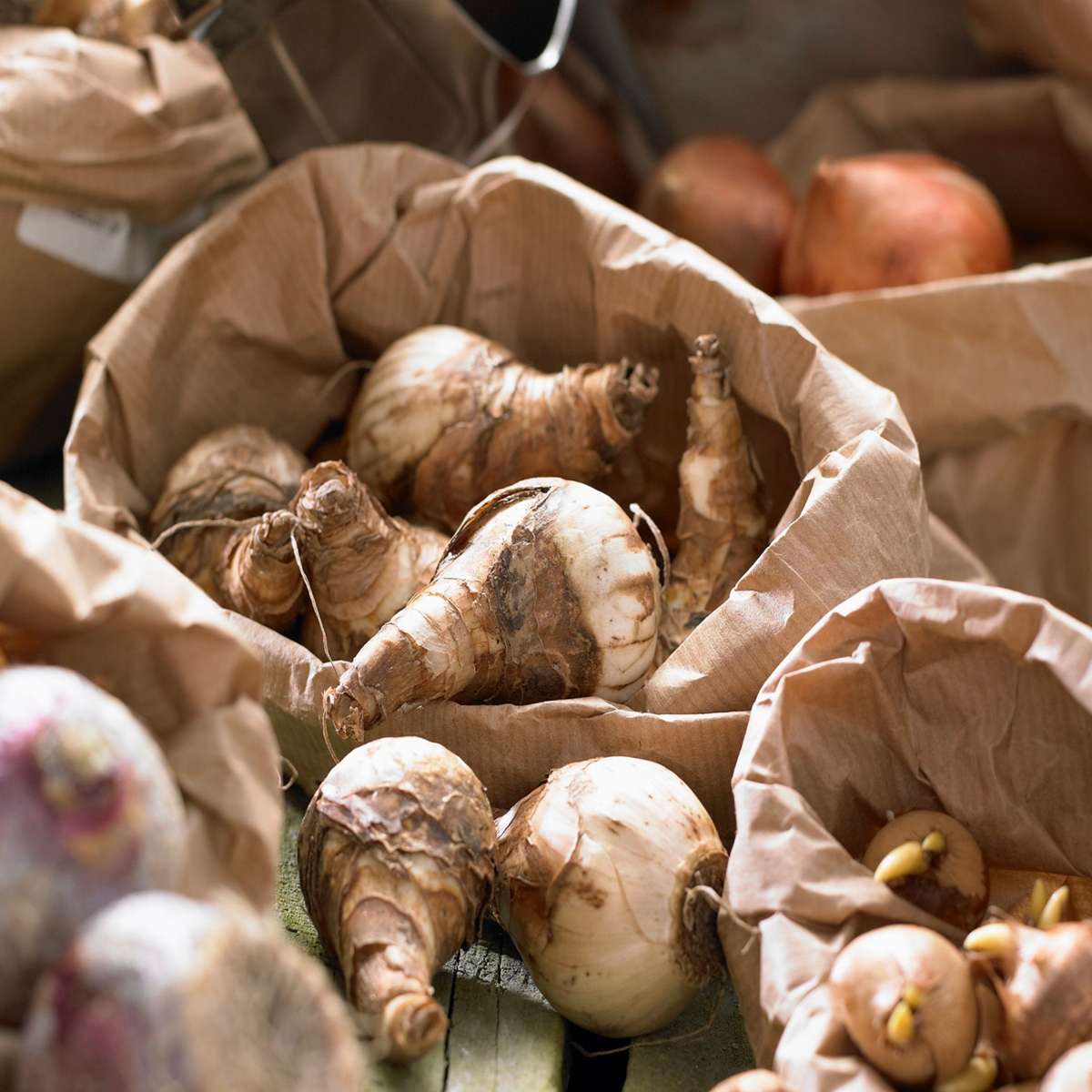Other Types Of Flower Bulbs Blomlökar 'Rosa Glöd' - Sæt Om 25 - Tulipa, Hyacinthus