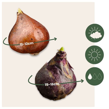 Other Types Of Flower Bulbs Blomlökar 'Rosa Glöd' - Sæt Om 25 - Tulipa, Hyacinthus
